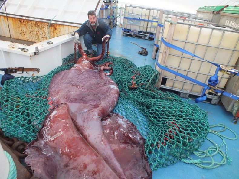 En esta foto de diciembre de 2013 provista por un tripulante del buque neoceland&eacute;s San Aspring de la empresa pesquera Sanford, el capit&aacute;n John Bennett muestra un calamar gigante recogido en el Mar de Ross de la Ant&aacute;rtida. La criatura,