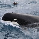 Descubren nueva subespecie de orca en mar al sur de Chile