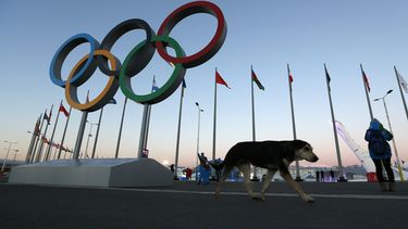 americateve | Un perro callejero camina frente a los aros ol&iacute;mpicos en el Parque Ol&iacute;mpico de Sochi el lunes, 3 de febrero de 2014. (AP Photo/Robert F. Bukaty)