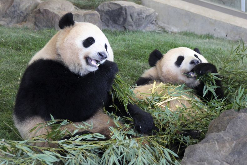 ASI-GEN JAPÓN-PANDAS