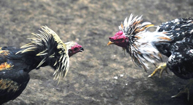 peleas-de-gallos.jpg