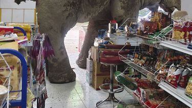 Un elefante, Plai Biang Lek, asalta un supermercado en la provincia de Nakhon Ratchasima, en Tailandia, el 2 de junio de 2025. (Kanokporn Sriboon vía AP)