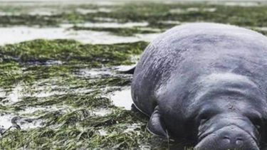 rescatan dos manaties varados en florida por irma