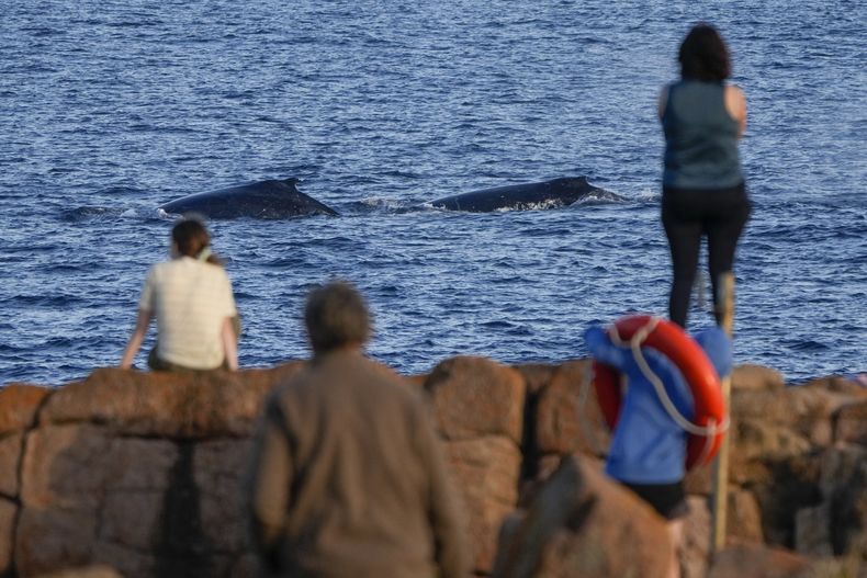 ARCHIVO - Espectadores miran pasar a las ballenas en Boat Harbour, al norte de Sydney, Australia, el 12 de junio de 2023. (AP Foto/Mark Baker, Archivo)