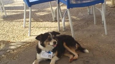 los perros de eusebio leal ladran en ingles