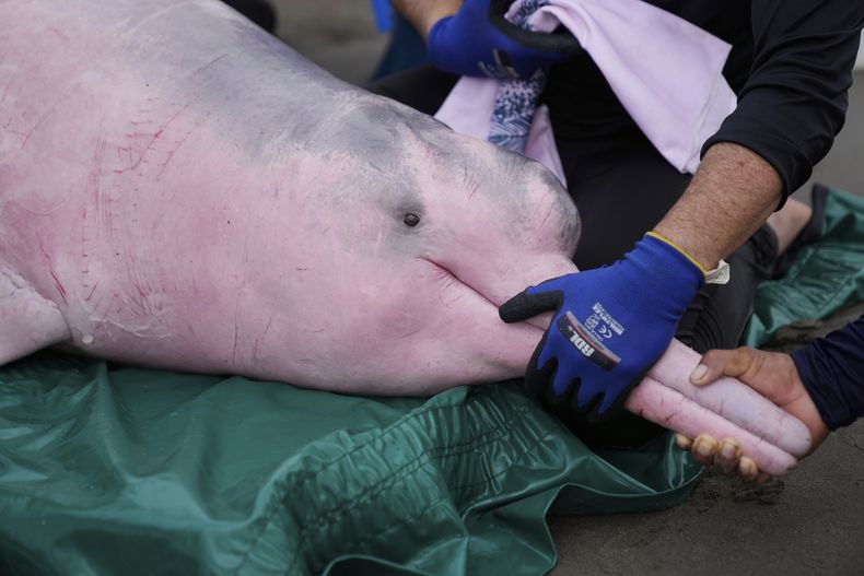 Científicos y veterinarios examinan un delfín rosado de río en Puerto Nariño, Colombia, el domingo 7 de septiembre de 2025. (AP Foto/Fernando Vergara)