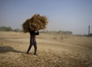 india acepta vender trigo a paises necesitados pese a veto