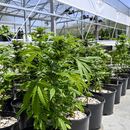 ARCHIVO - Esta fotografía del 12 de mayo de 2023 muestra plantas de marihuana en un vivero protegido en el condado Washington, Nueva York. (AP Foto/Hans Pennink, archivo)