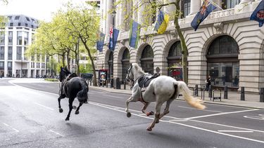 Dos caballos sueltos corren por las calles de Londres cerca de Aldwych, el miércoles 24 de abril de 2024. (Jordan Pettitt/PA via AP)