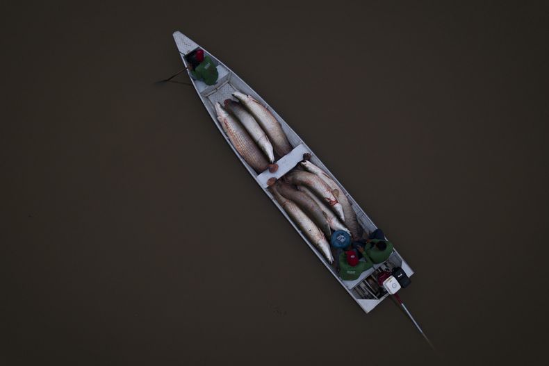 REP-CIE BRASIL-AMAZONÍA-PEZ GIGANTE