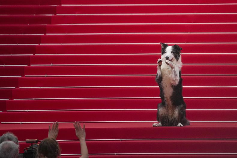 El perro Messi posa a su llegada a la ceremonia de apertura y el estreno de la película The Second Act en la 77ª edición del Festival de Cine de Cannes en Francia el martes 14 de mayo de 2024. (Foto Andreea Alexandru/Invision/AP)