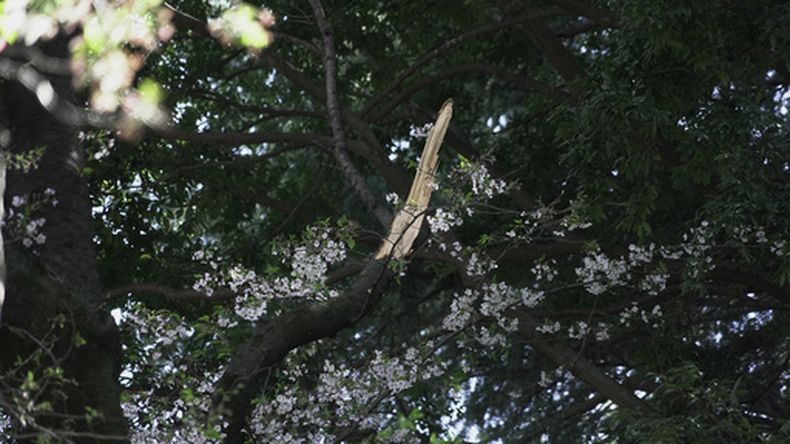 Un cerezo dañado, próximo a uno que cayó, en el parque Kinuta, en Tokio, el 3 de abril de 2026. (AP Foto/Mayuko Ono)