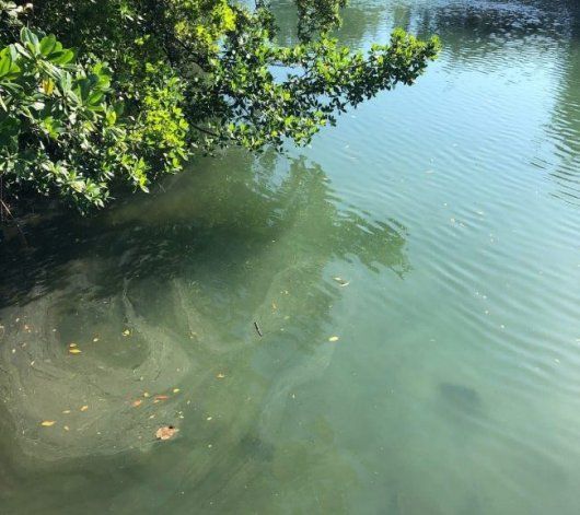 La una vez clara y transparente agua del canal de Park View Island, ahora es verde y turbia. Los brotes de algas son frecuentes y los residentes lo describen como “tóxico y fétido”. Foto por Omar Jimenez.