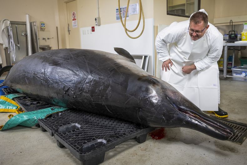 El experto en ballenas zífilo Anton van Helden inspecciona el cadáver de un macho de ballena de dientes de sable en el Centro Agricultural Invermay, en Mosgiel, Nueva Zelanda, el lunes 2 de diciembre de 2024 (AP Foto/Derek Morrison)