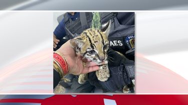 venezuela: rescatan a cunaguaro de la banda del koki