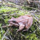 Rana de bosque retiene orina para sobrevivir el invierno