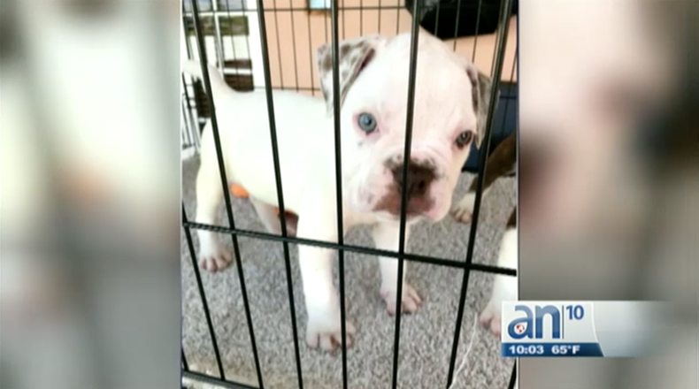 Screen Shot 2018-03-14 at 10.34.56 PM.png