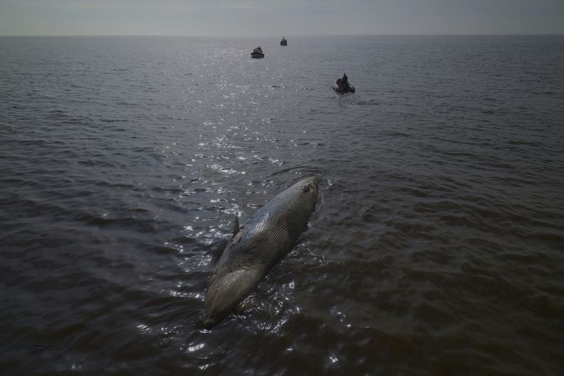 La guardia costera lleva a una ballena muerta a una zona lejos de la costa de Buenos Aires, Argentina, el martes 15 de julio de 2025. (AP Foto/Víctor R. Caivano)
