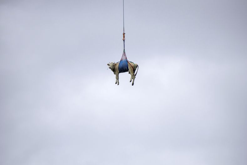 Una vaca es transportada por helicóptero desde Bietschhorn en la zona de Loetschental, a una granja en Ferden, Suiza, el 20 de mayo del 2025. (Peter Klaunzer/Keystone via AP)