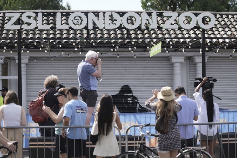 Gente toma fotografías de un nuevo mural del esquivo artista callejero Banksy en el Zoológico de Londres, el martes 13 de agosto de 2024, en Londres. (Stefan Rousseau/PA via AP)