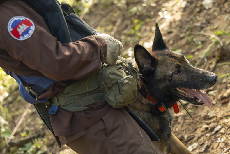 Kim, una unidad canina de 5 años de la organización humanitaria para el desminado APOPO, en un campo de minas terrestres en Preah Vihear, Camboya, el lunes 9 de junio de 2025. (AP Foto/Anton L. Delgado)