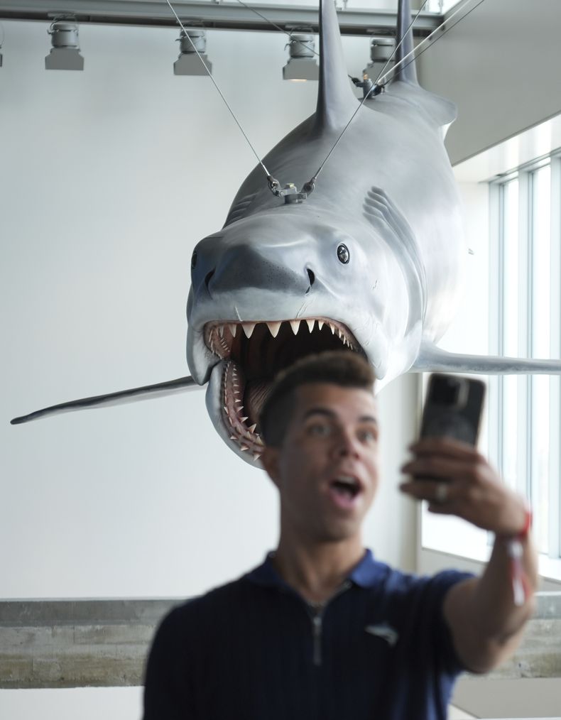Un visitante en el recorrido de prensa por la exposición de Jaws se toma una selfie debajo del único modelo a escala real sobreviviente de Bruce, el tiburón de la película de 1975, el miércoles 10 de septiembre de 2025, en el Museo de la Academia de Cine en Los Ángeles. (Foto AP/Chris Pizzello)