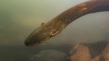 Hallan 2 nuevas especies de anguila eléctrica en la Amazonía