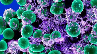 Los microbios podrían ayudar a pronosticar futura salud