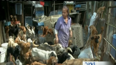 venezuela: crece el numero de perros y gatos abandonados