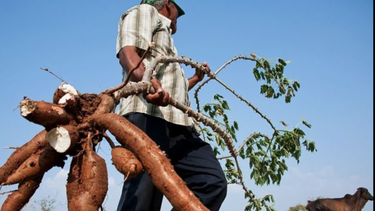 que es la yuca amarga que vinculan con varias muertes en venezuela y por que es tan peligrosa