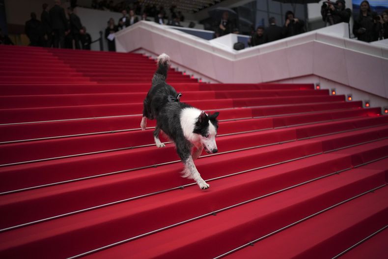 El perro Messi posa a su llegada a la ceremonia y el estreno de la película The Second Act en la 77ª edición del Festival de Cine de Cannes en Francia el martes 14 de mayo de 2024. (Foto Daniel Cole/Invision/AP)