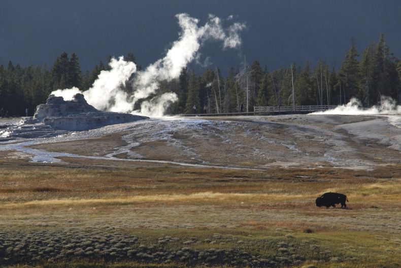 Un bisonte deambula frente al géiser Castle, el lunes 25 de septiembre de 2023, en el Parque Nacional Yellowstone. (AP Foto/Hannah Schoenbaum)