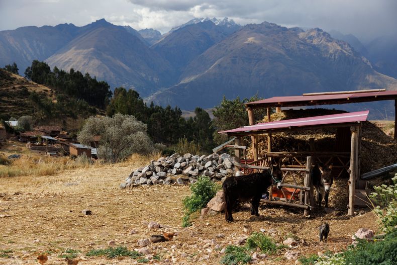Una pareja de asnos descansan fuera de una vivienda en la ladera de la comunidad de Misminay, cerca de las Salineras de Maras, en el Valle Sagrado cerca de Cusco, Perú, el sábado 30 de agosto de 2025. (AP Foto/Alie Skowronski)