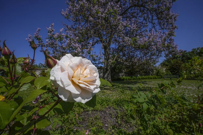 Una rosa de Bulgaria es fotografiada en el Jardín del Perfumero del Castillo de Versalles, el jueves 25 de mayo de 2023, al oeste de París. (AP Foto/Michel Euler)