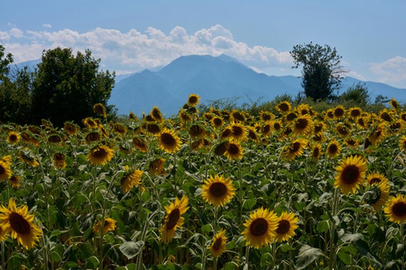 Flores en Kalyvia Varikou, cerca de Litochoro en el norte de Grecia, y a la vista se ve el Monte Olimpo, el 15 de julio del 2026. (AP foto/Petros Giannakouris)