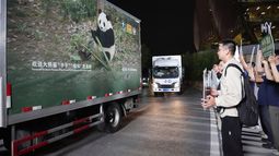 En esta imagen publicada por la agencia de noticias Xinhua, varios vehículos trasladan a una pareja de pandas gigantes, Ping Ping y Fu Shuang, desde la Base de Investigación de Cría de Pandas Gigantes en Chengdu , en el suroeste de la provincia china de Sichuan, el sábado 26 de octubre de 2026. (Xu Bingjie/Xinhua via AP)