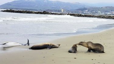 Esta imagen proporcionada por el Instituto Marino y de Vida Silvestre de las Islas del Canal muestra mamíferos marinos muertos y heridos en la playa del condado de Santa Bárbara, California, el martes 20 de junio de 2023.(Instituto Marino y de Vida Silvestre de las Islas del Canal vía AP)