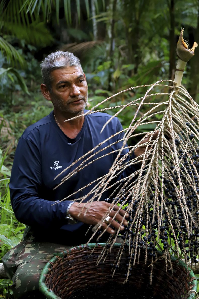 Ailson Ferreira Moreira prepara bayas de açaí para su venta, en la isla de Combu, Belém, Brasil, el 5 de agosto de 2025. (AP Foto/Paulo Santos)