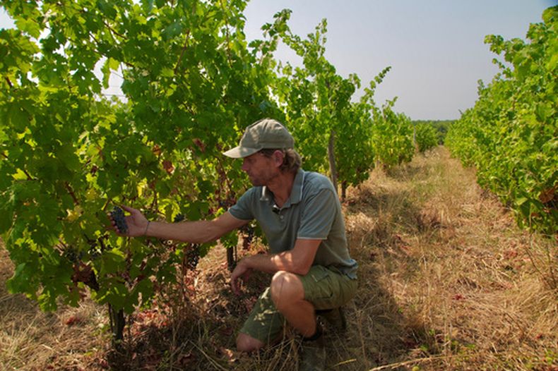 El enólogo Edouard Le Grix de la Salle cuida las viñas de Grand Verdus, la finca vinícola de su familia, en Sadirac, en la región de Burdeos, en el suroeste de Francia, el miércoles 29 de julio de 2026. (AP Foto/Eva van Dam)