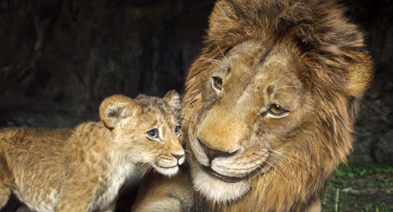 Esta imagen proporcionada por Disney muestra a los personajes Kiara, con la voz de Blue Ivy Carter, izquierda, y Simba, con la voz de Donald Glover, en una escena de Mufasa: The Lion King (Mufasa, El Rey León). (Disney vía AP)
