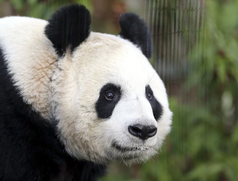ARCHIVO - Foto de archivo, 16 de diciembre de 2013, de la panda gigante Tian Tian en el zool&oacute;gico de Edimburgo, Escocia. Funcionarios del zool&oacute;gico dijeron el martes 12 de agosto de 2014 que la panda parece estar embarazada. (AP Foto/Scott H