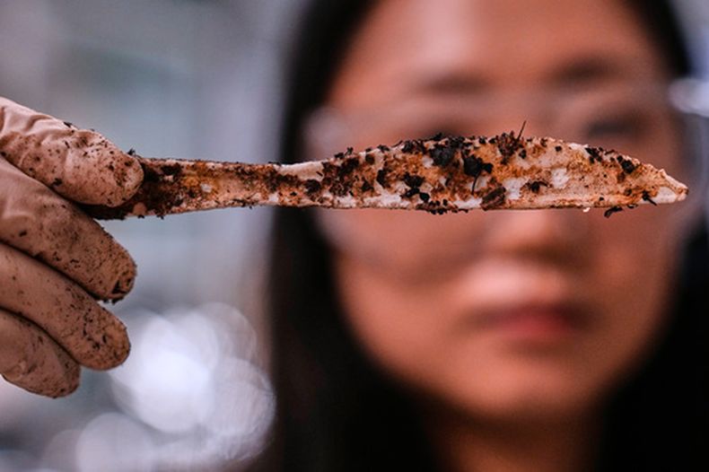 Katie Byun sostiene un cuchillo compostable, hecho con plástico a partir de plantas, en la empresa CJ Biomaterials, el 3 de agosto de 2026, en Woburn, Massachusetts. (AP Foto/Charles Krupa)