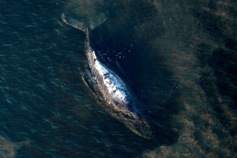 La ballena frente a Poel, Alemania, el 22 de abril del 2026. (Philip Dulian/dpa via AP)