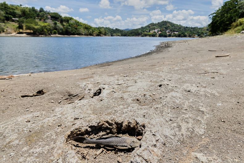 El cadáver de un pez en la orilla del agua, en el embalse Carraizo, en medio de una sequía en curso en Trujillo Alto, Puerto Rico, el miércoles 5 de agosto de 2026. (AP Foto/Alejandro Granadillo)