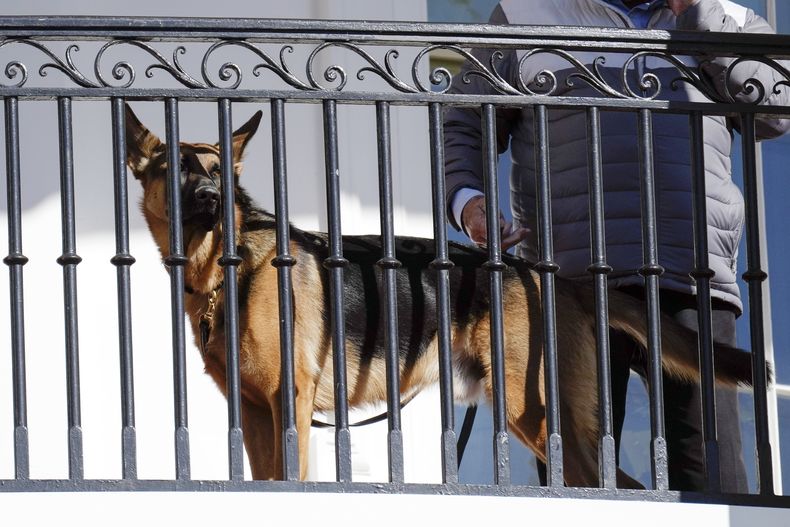 Commander, el perro de la familia Biden, en la Casa Blanca en Washington, el 21 de noviembre de 2022. (Foto AP /Carolyn Kaster)