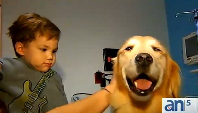 Los perros ya no son solo animales de compañía, ahora también ayudan a animar a niños ingresados.