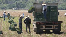 ARCHIVO - Trabajadores agrícolas recolectan verduras, el 12 de junio de 2025, en Moorpark, California. (AP Foto/Damian Dovarganes)