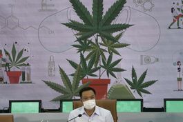 tailandia distribuira plantas gratis de marihuana