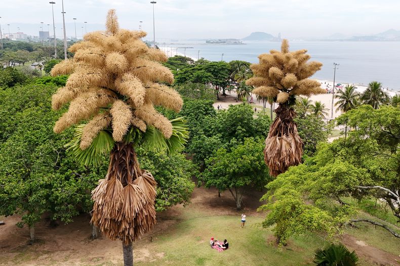 Palmas Talipot, originarias de India y Sri Lanka, florecen por primera y única vez en su vida, el martes 2 de diciembre de 2025, en Aterro do Flamengo, Río de Janeiro. (AP Foto/Lucas Dumphreys)