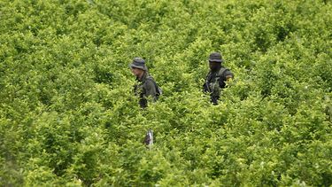 EEUU: Cultivo de coca en Colombia cayó en el 2018